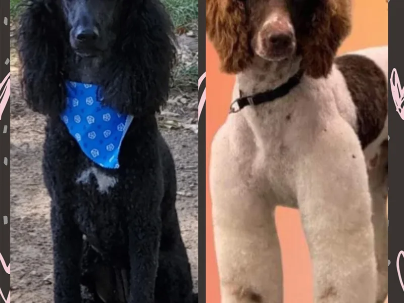 C&amp;K's Poodle Patch