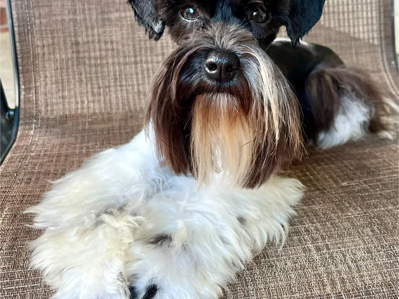 C&amp;K’s Schnauzer House