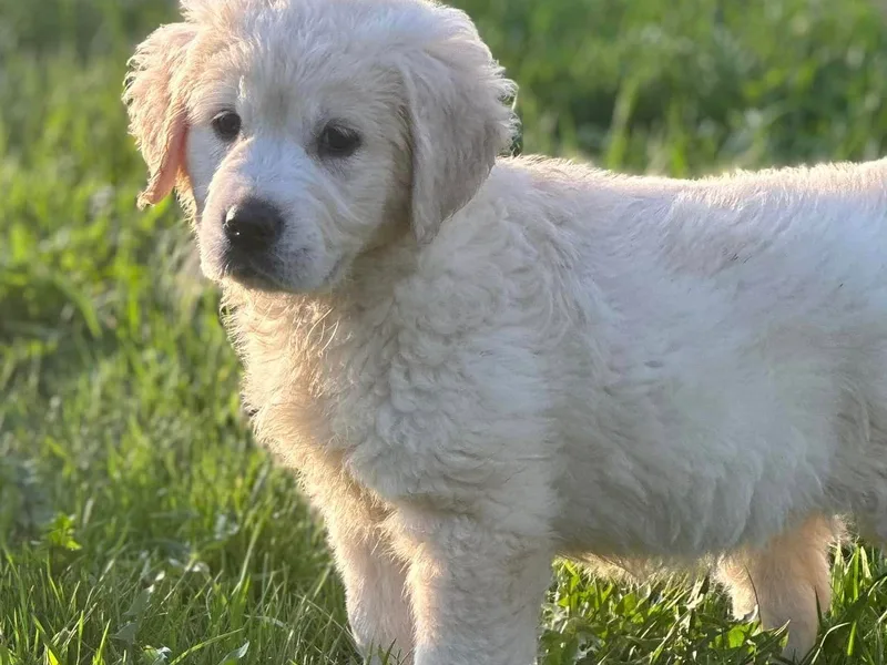 C&amp;L Golden Retriever Puppies