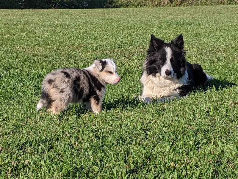 C &amp; M Border Collies