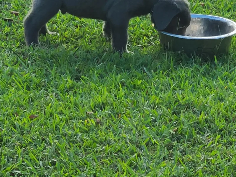 C&amp;M Cane Corso