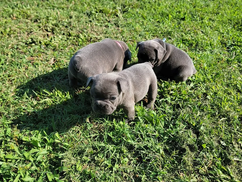 C&amp;N Frenchies