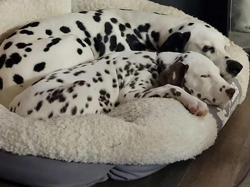 C&amp;P DALMATIANS