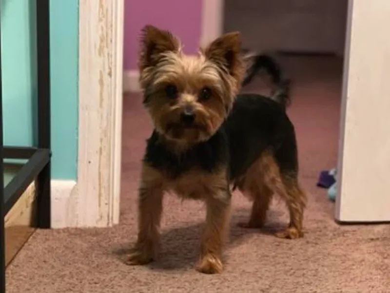 C &amp; S Home Bred Yorkies