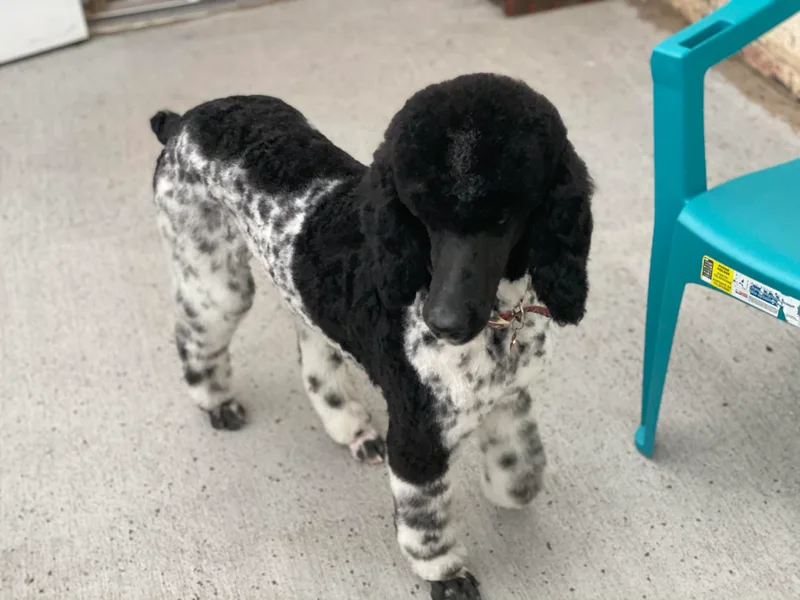 C &amp; S Kennels Standard Poodles