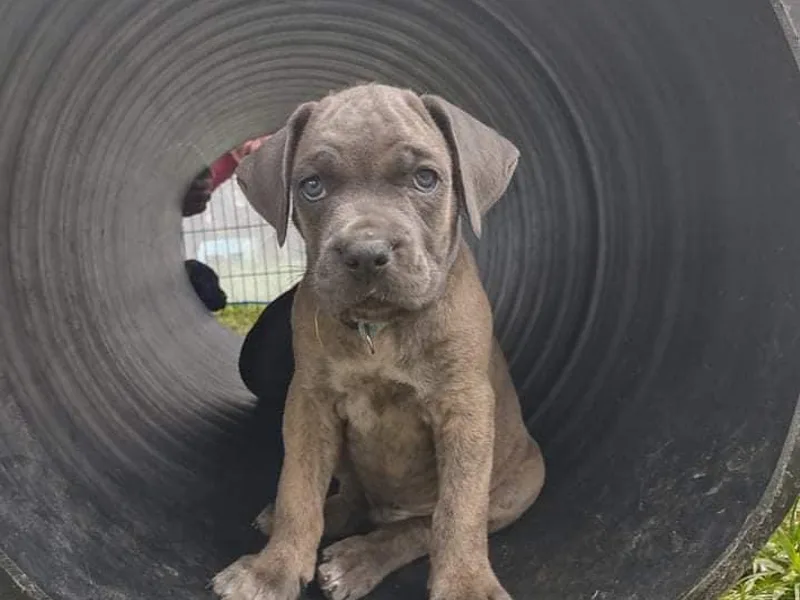 C &amp; W Dynasty Cane Corso