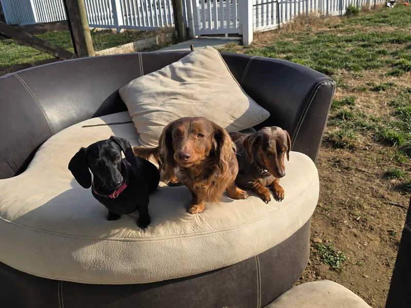 C and J Doxies