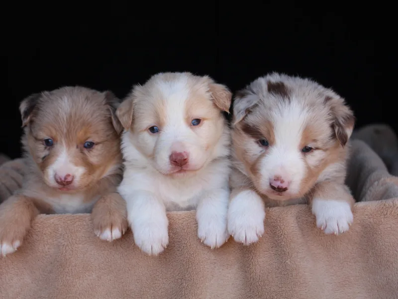 C Bar C Ranch Border Collies