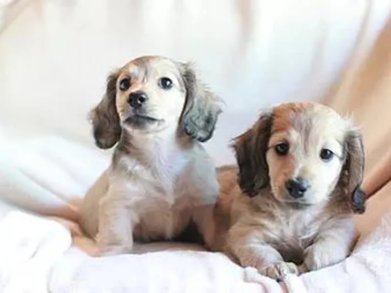 C C Doxies photo 1