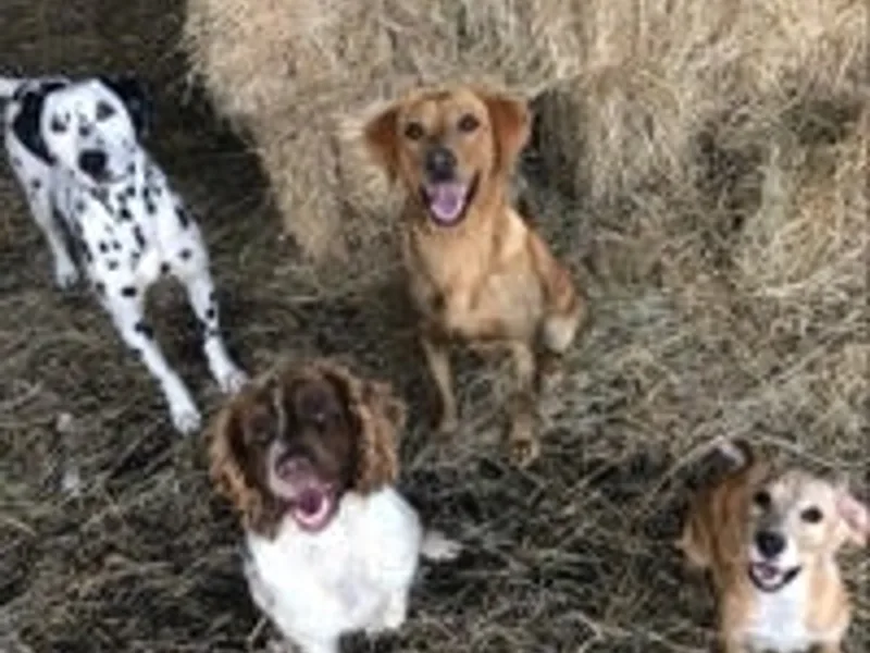 C Canines photo 1