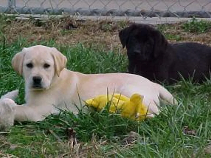 C-Chase’s Labradors