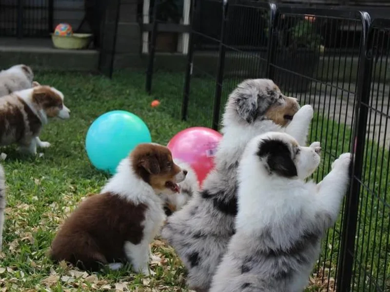 C'est Bon Aussies Australian Shepherds