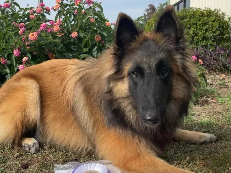 C’est la Vie Kennel