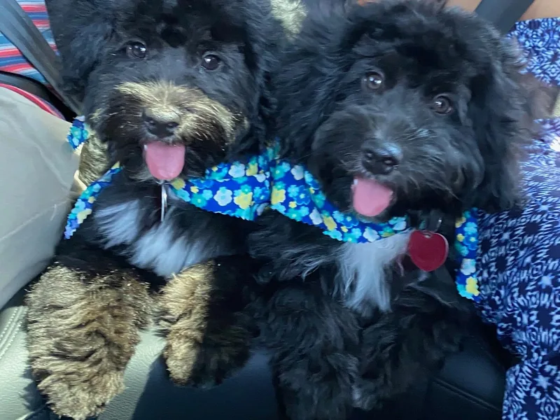 C/H Mini Aussie's &amp; Aussiedoodles