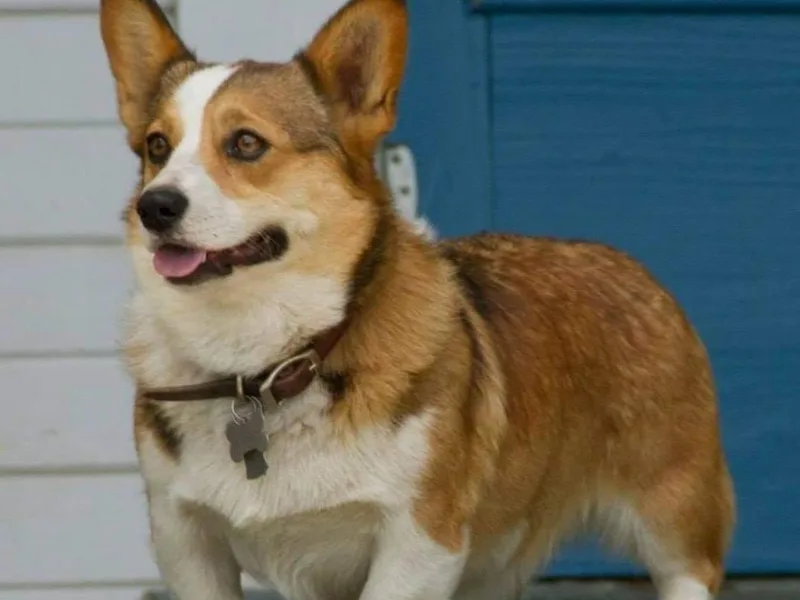 C.H. Pembroke Corgis