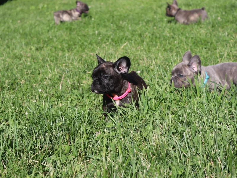 C.Lee Family Frenchies