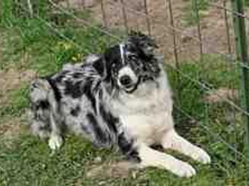 C-Me Working Australian Shepherds