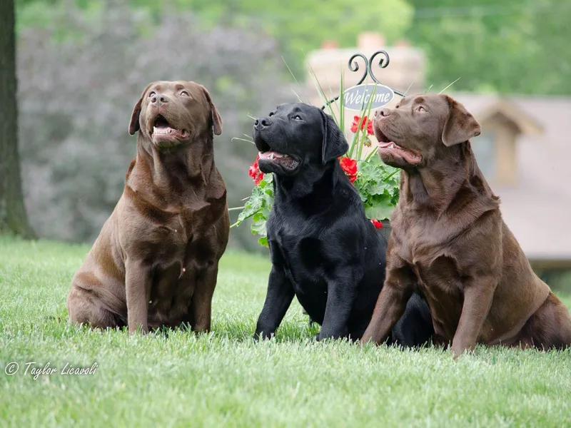 C.R. Labradors LLC