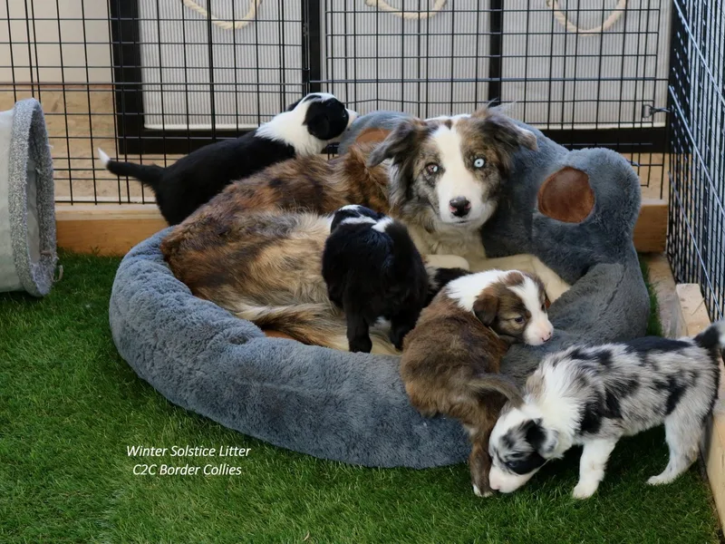 C2C Border Collies