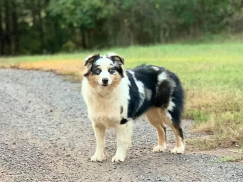 C4 Australian Shepherds