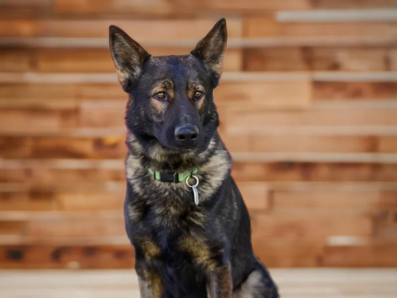 C6 Ranch &amp; Shepherds