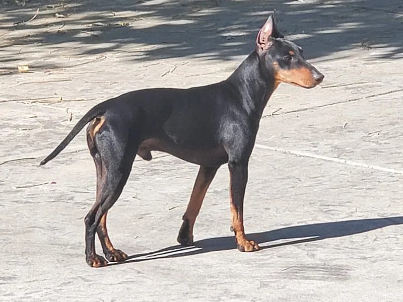 CA Dreaming Canines photo 1