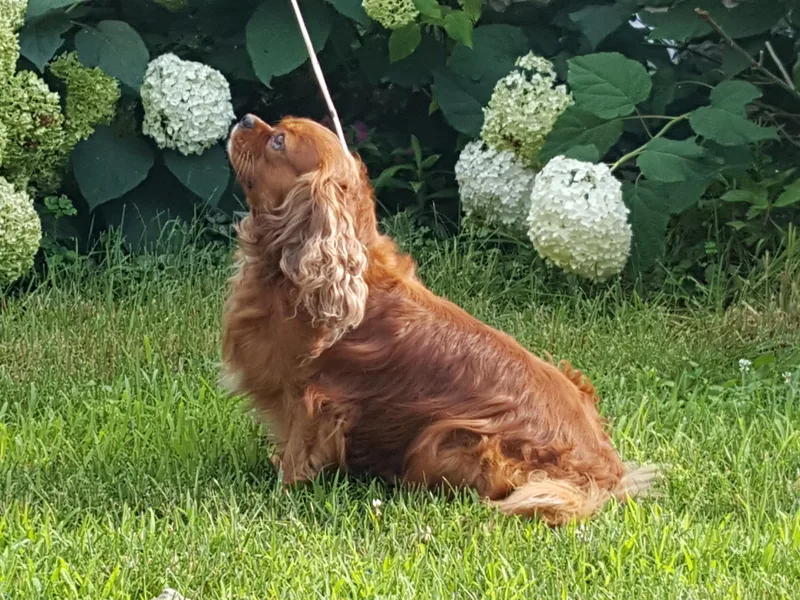 Caballarius Cavalier King Charles Spaniels
