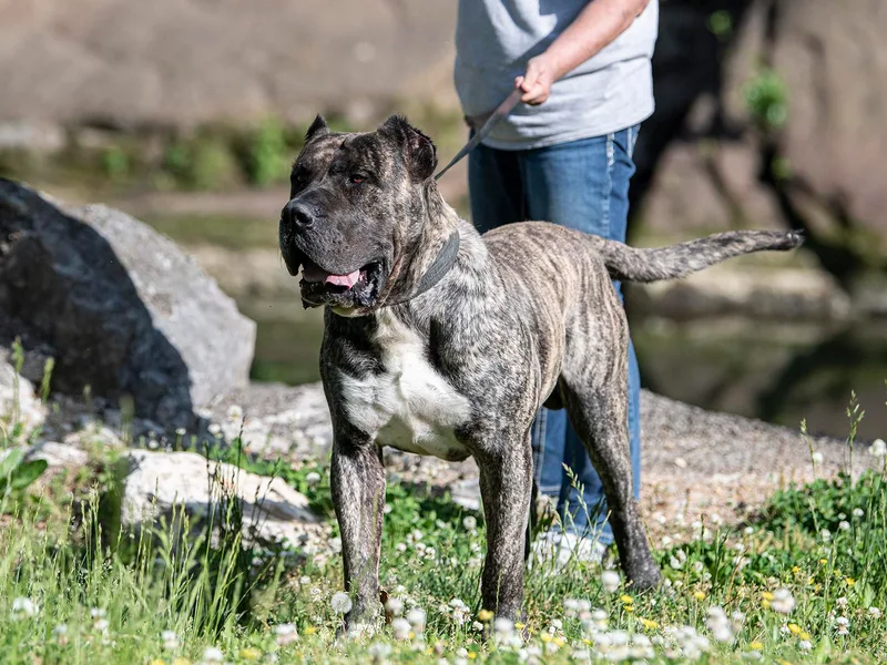 Cabeza Grande Kennel