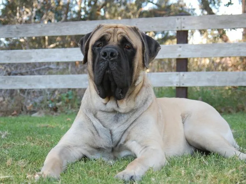 Cabezon Mastiffs