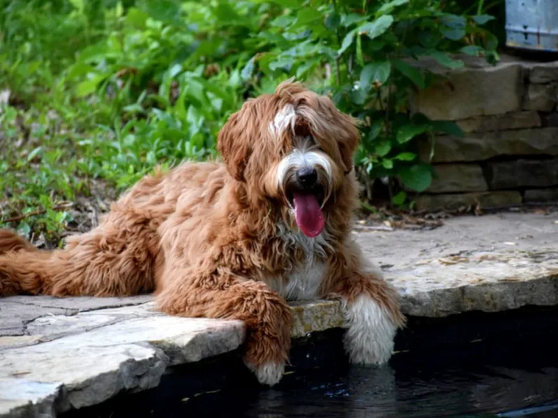 Cabin Hill Labradoodles