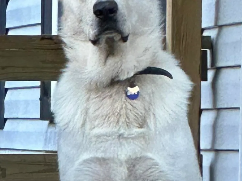 Cable’s German Shepherds