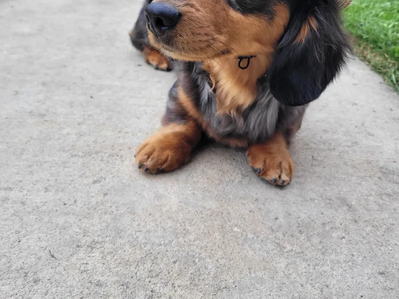 Cabrera Family Kennels