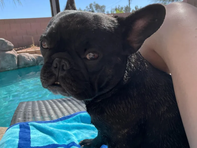 Cabry French Bulldogs