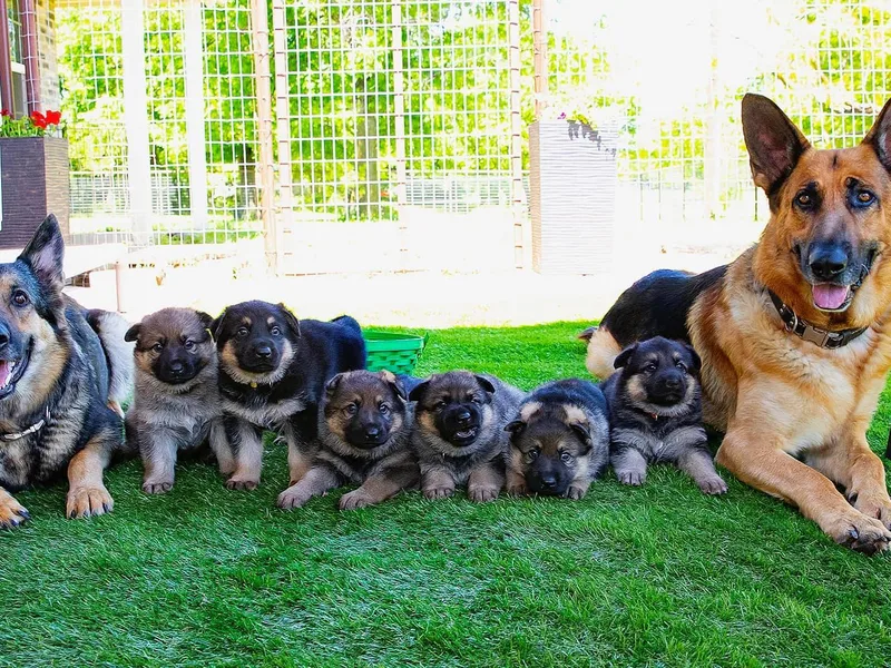 Cacao German Shepherds photo 1
