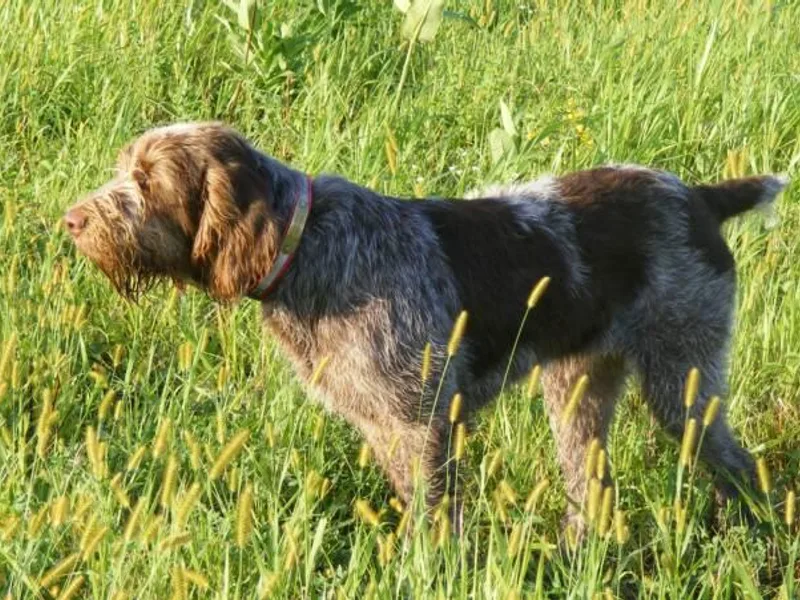 Caccia Cane Spinone &amp; Bracco Italiano