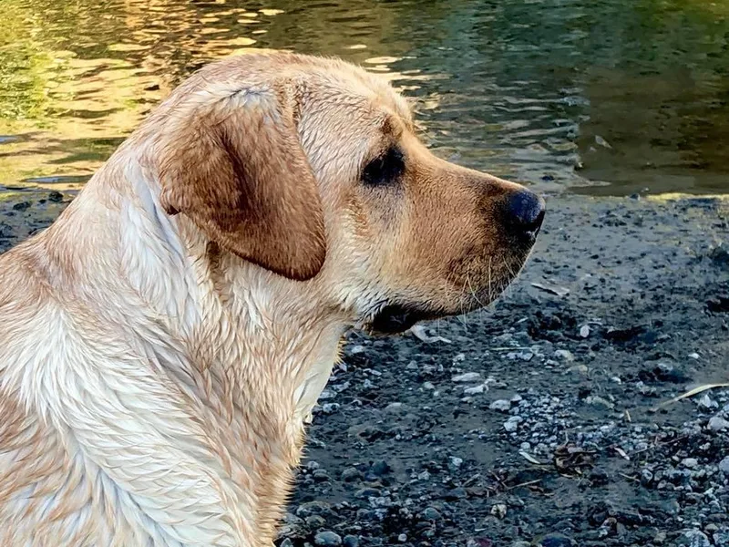 Cache Creek Labradors photo 1