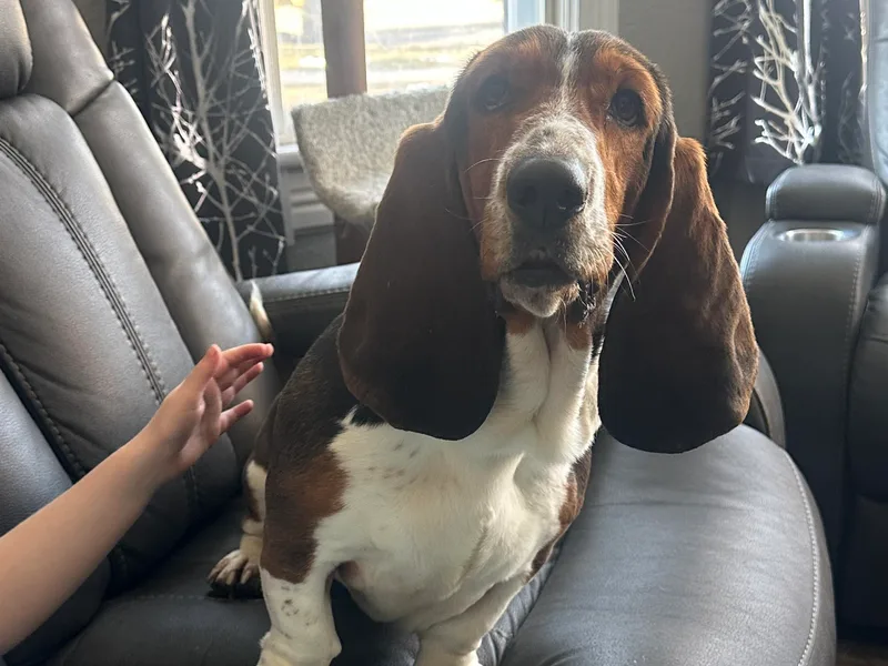 Cache Valley Bassets