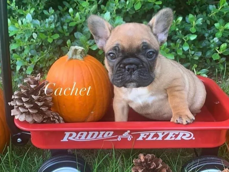 Cachet French Bulldogs