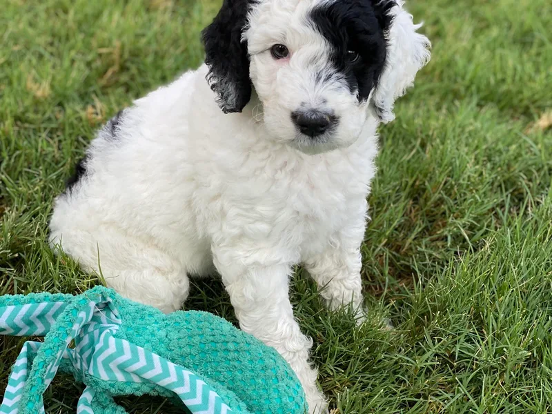 Cactus Creek Poodles