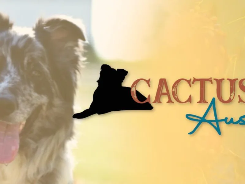 Cactus J Aussies