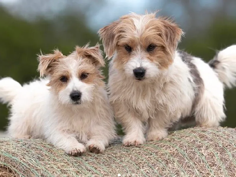 Cactus Jack Russells