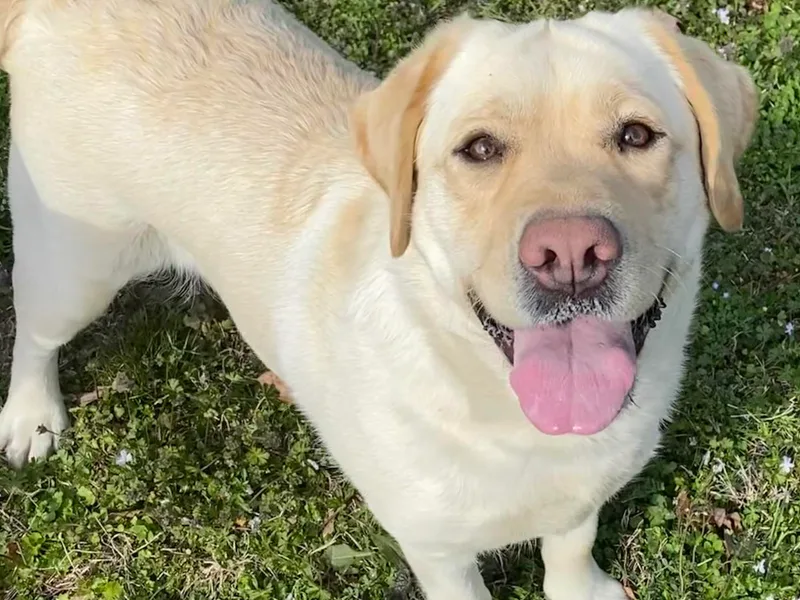 Caddo Meadow’s Labrador Retrievers