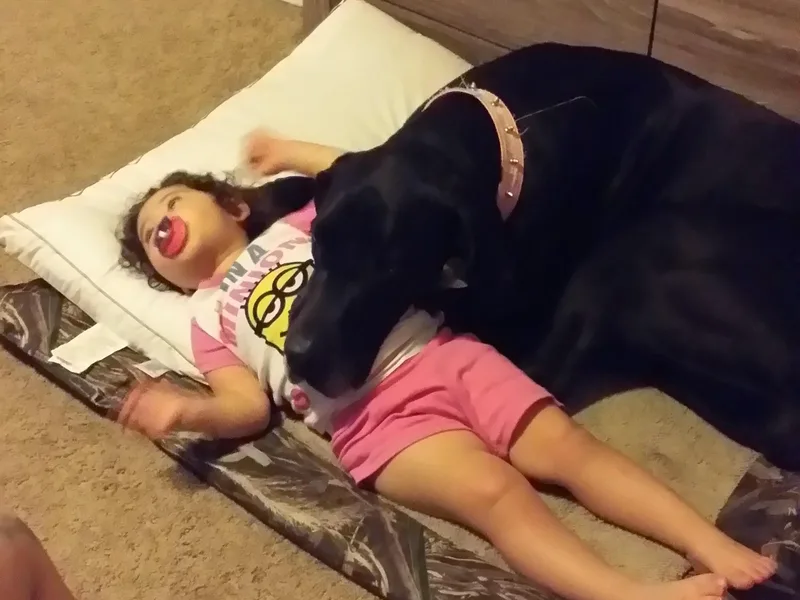 Caddylicious Great Danes