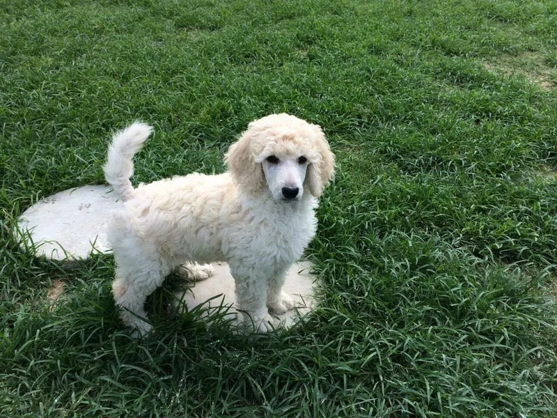 Cadeau Standard Poodles