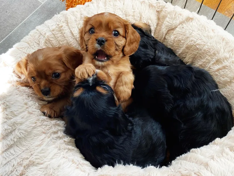 Cadelia Cavalier King Charles Spaniels