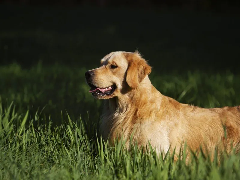 Cadence Golden Retrievers