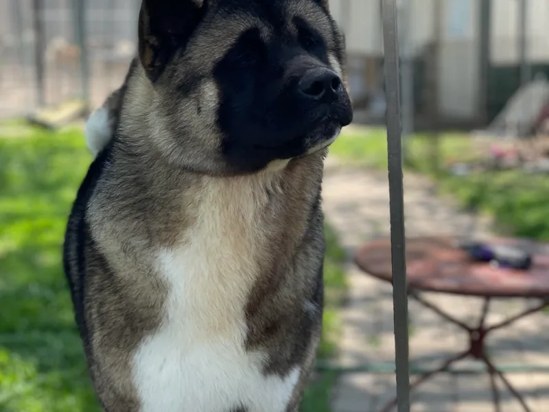 Cades Akitas and  Aarbelle’s Portuguese Water Dogs
