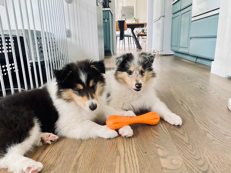 Cadie's Collies