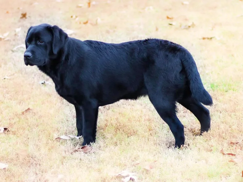 Cadron Ridge Labradors