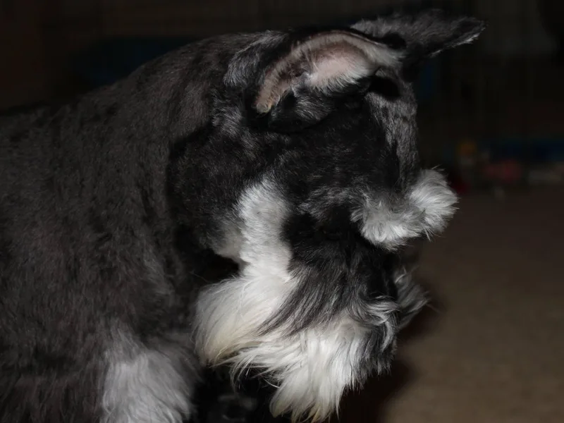 Caesars Creek Miniature Schnauzers